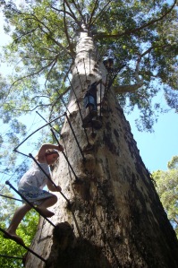 The Gloucester Tree, a 72-metre high karri tree in the Gloucester National Park.
